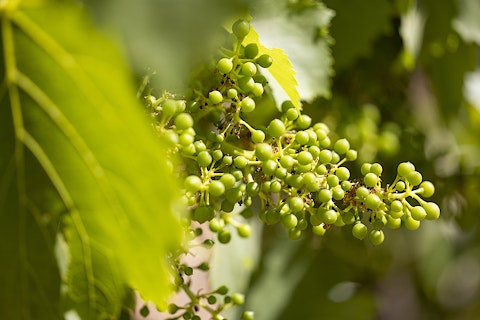 The Vineyard Cycle Maison Saint Aix Flowering and Fruit set